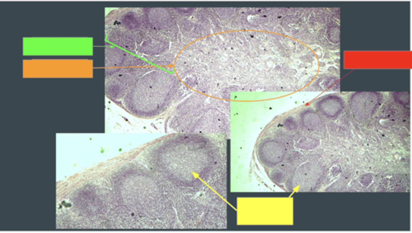 <p>contain rapidly dividing B cells</p>