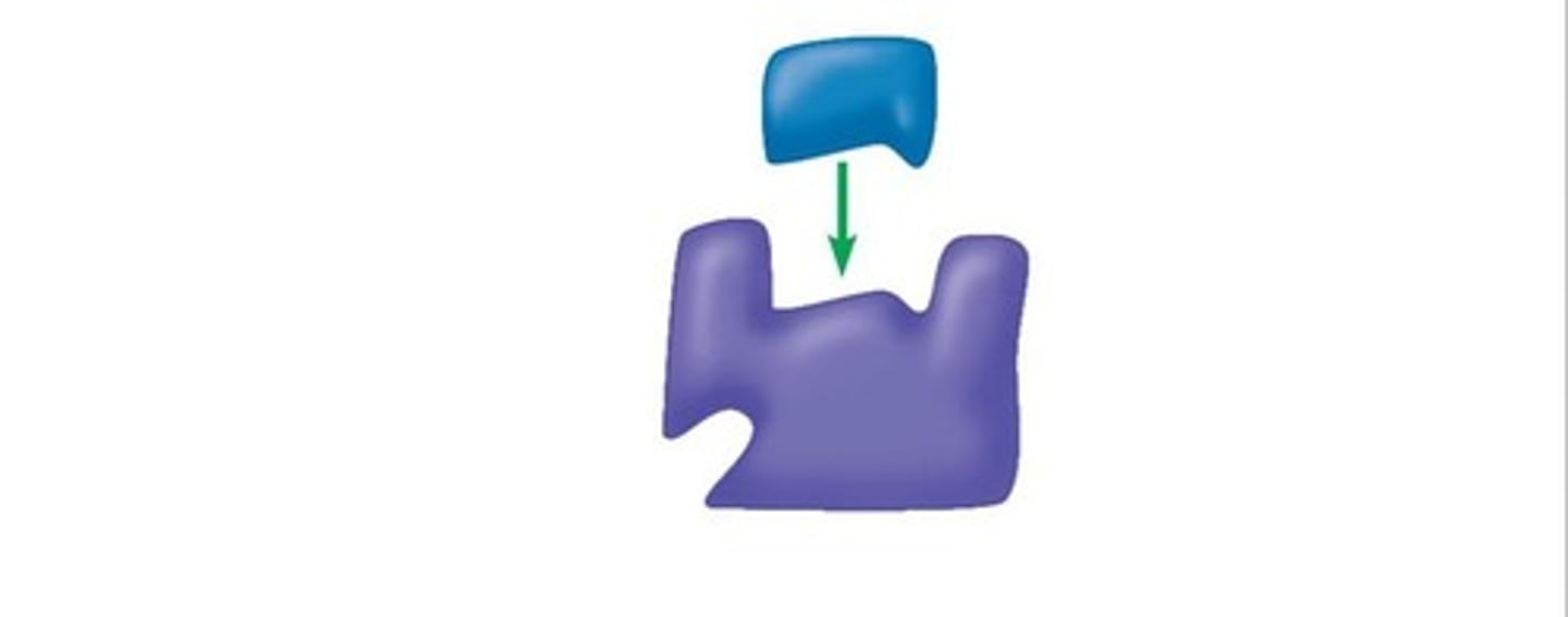 <p>Normal substrate binding to enzyme active site.</p>