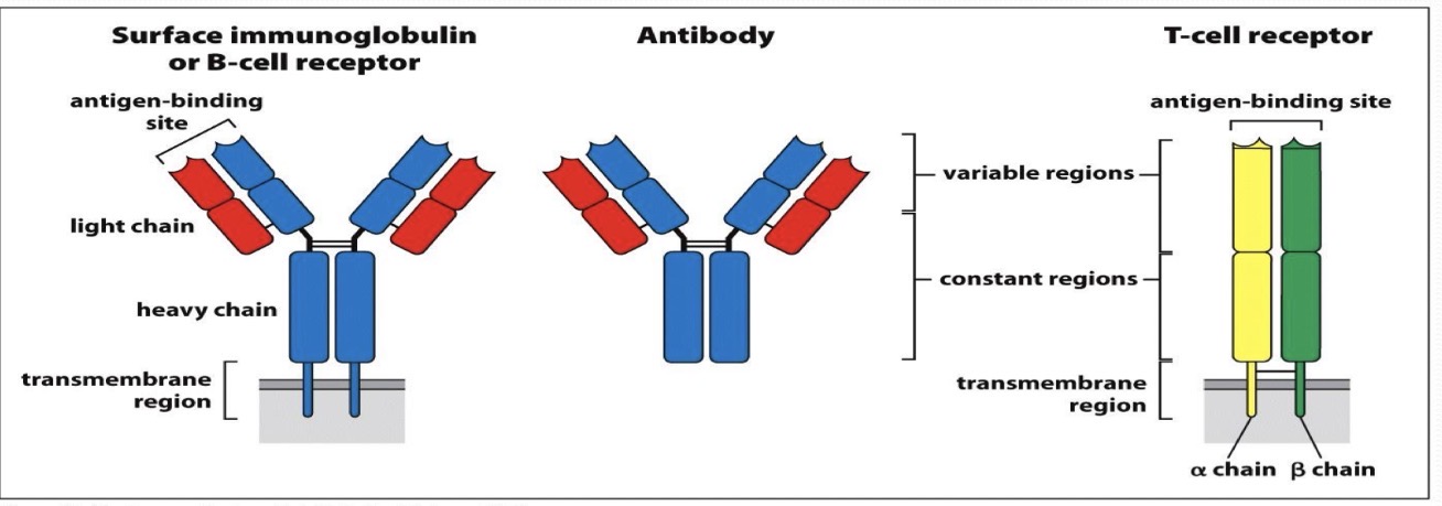 <ul><li><p>2 heavy and 2 light chains</p></li><li><p>Constant and variable region on each chain</p></li><li><p>Some soluble, some with transmembrane region on B cells</p></li><li><p>Antigen bind to variable region</p></li></ul><p></p>