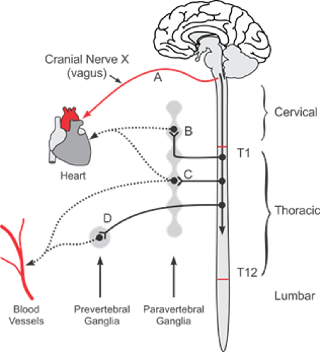 <p>- both sympathetic</p><p>Paravertebral ganglia= close to spinal cord (sympathetic chain) give rise to post ganglionic fibers</p><p>prevertebral= front of aorta/ abdomen; "collateral" ganglia</p>