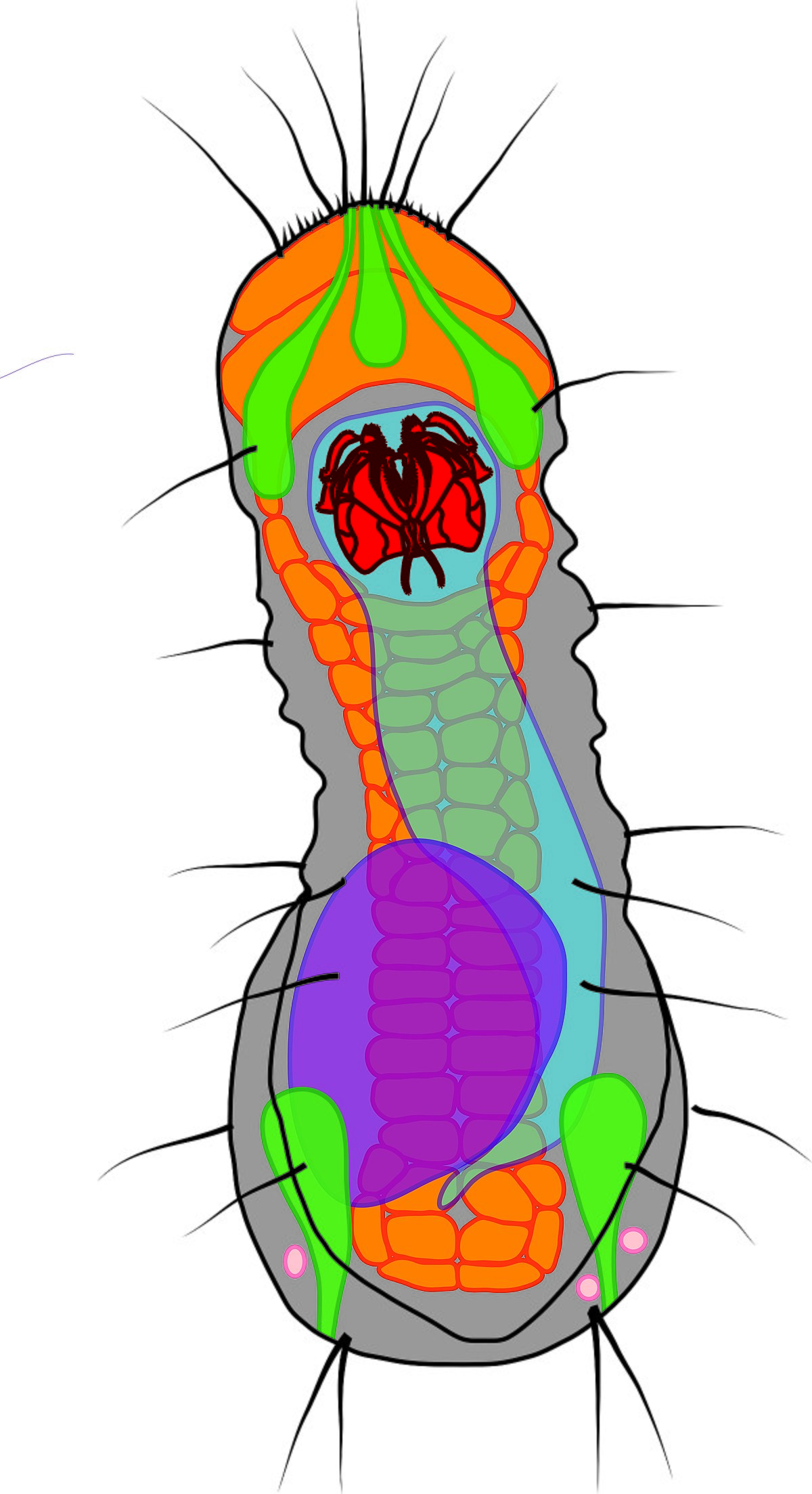 <ul><li><p>Single species</p></li><li><p><em>2 part head with complex set of 4 jaws</em></p></li><li><p><em>Dorsal and lateral epidermal plates</em></p></li><li><p>Ciliated ventral epidermis (<strong>ciliophores</strong>), they swim in a spiral.</p></li><li><p><em>Posterior adhesive structure</em></p></li><li><p><em>3 pairs of protonephridia structures</em> (primitive kidneys)</p></li><li><p>Might be only female, but since very few have been found, there is no way of knowing.</p></li></ul><p></p>