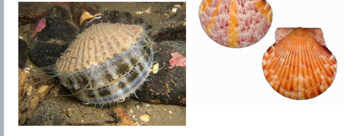 <p>What class are scallops</p>