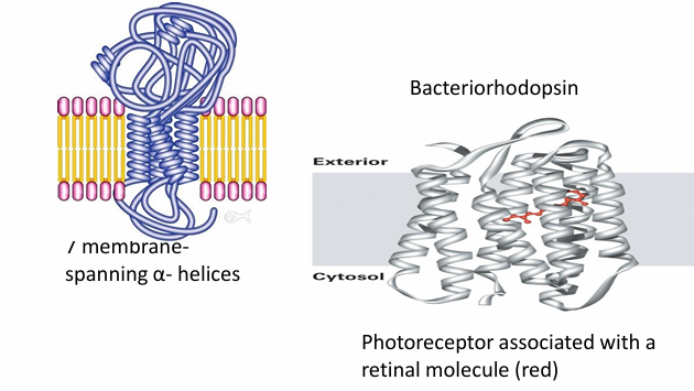<ul><li><p>Pass through membranes many different time</p></li><li><p>Ex. Bacteriorhodopsin&nbsp;</p><ul><li><p>Uses 7 membrane spanning domain with 7 alpha helices&nbsp;</p></li><li><p>They interact to form a transmembrane domain&nbsp;</p></li></ul></li><li><p>Ion channels have this structure&nbsp;</p></li></ul><p></p>
