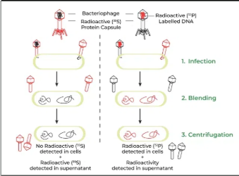 <p>Hershey and Chase </p>