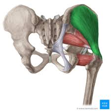 <p>name this muscle, origin and insertion</p>