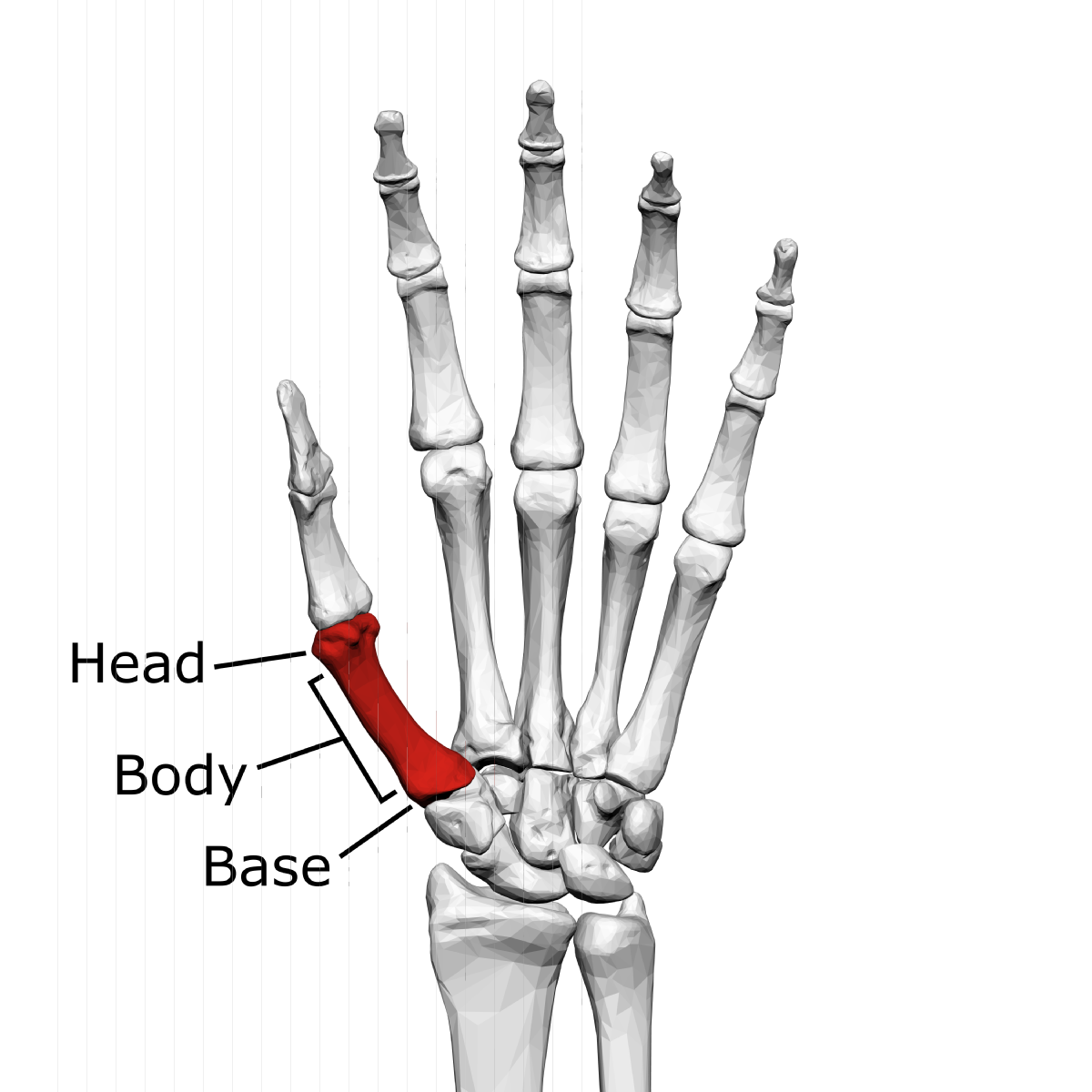 <p>middle of the metacarpals</p>