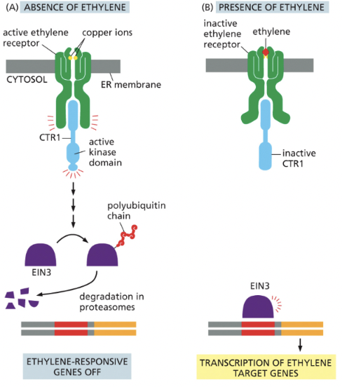 <p>the presence of ethylene prevents the destruction of EIN3, leading to the transcription of ethylene responsive genes</p><ul><li><p>blocks degradation of specific transcription regulatory proteins in nucleus</p></li></ul><p></p>