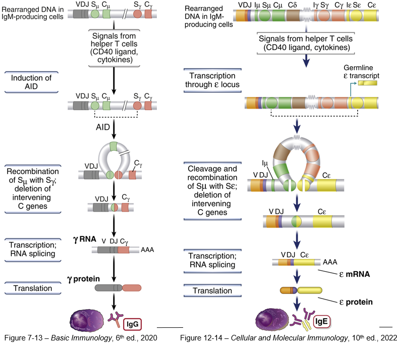 <p>During class switching, the intervening DNA between the VDJ segment and the new constant region gene is looped out and excised. This DNA, which contains the constant region genes not being used, is permanently removed from the B cell's genome. Because the excised DNA cannot be restored, the process is irreversible, and the B cell cannot revert to producing the original IgM or other lost isotypes.</p>