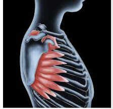 <p>What muscle is this?</p>