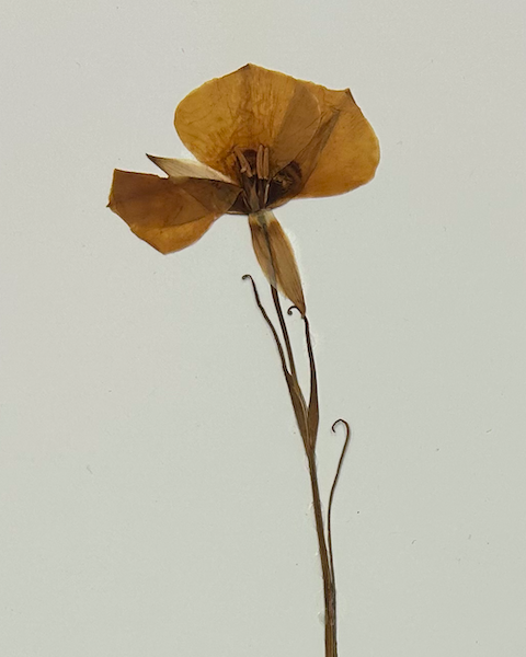 <p>Liliales</p><p>Liliaceae</p>