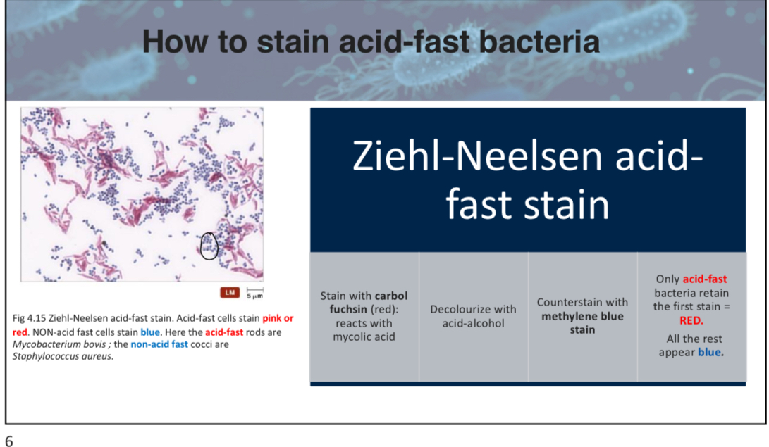 <p>B (in acid fast stains, the carbol fuchsin (red) is the stain, the decolorizer is acid alcohol and the counter stain is methylene blue.) </p><p>attach image on slide 6 w3p3</p>