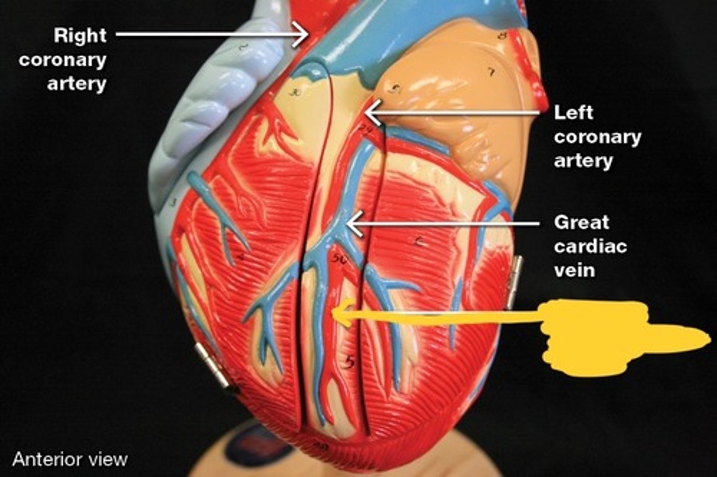 <p>Coronary arteries and their branches,</p>