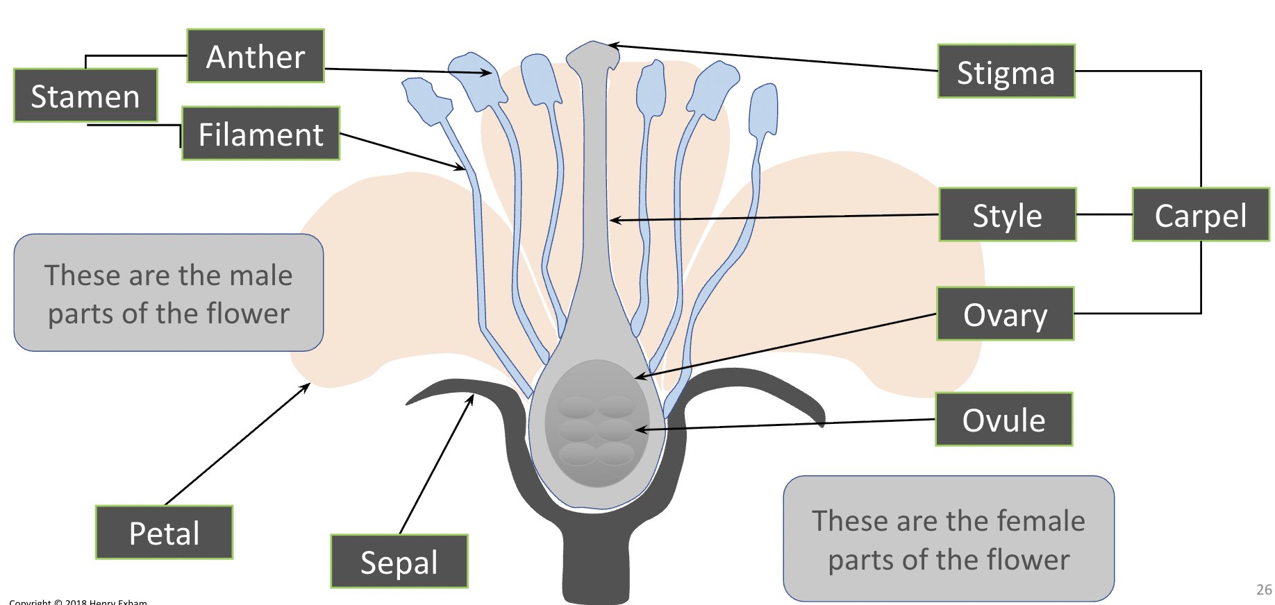 <p>Female: </p><ul><li><p>Carpel: stigma style and ovary</p></li></ul><p>Male</p><ul><li><p>Stamen: Anther and filament.</p></li></ul><p></p><p>- Petal</p><p>- Sepal</p><p>- Stem</p><p>- Receptacle</p>