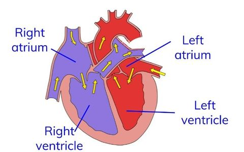 <ul><li><p>Blood enters the heart via the atria.</p></li><li><p>Once filled with blood, the atria contract, forcing blood down into the ventricles below.</p></li><li><p>When the ventricles contract, they force blood to exit the heart.</p></li><li><p><span>A group of cells in the right atrium act as a pacemaker, controlling the pumping of the heart.</span></p></li></ul><p></p>