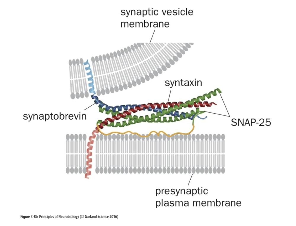 <p>Mediates vesicle fusion (t-SNARE)</p>