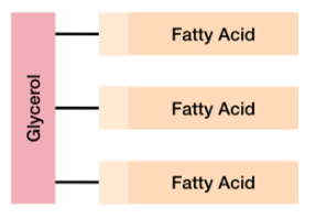 <p>one glycerol and three fatty acid chains</p><p>non-polar molecule</p><p>hydrophobic</p><p>contain a lot of energy</p>