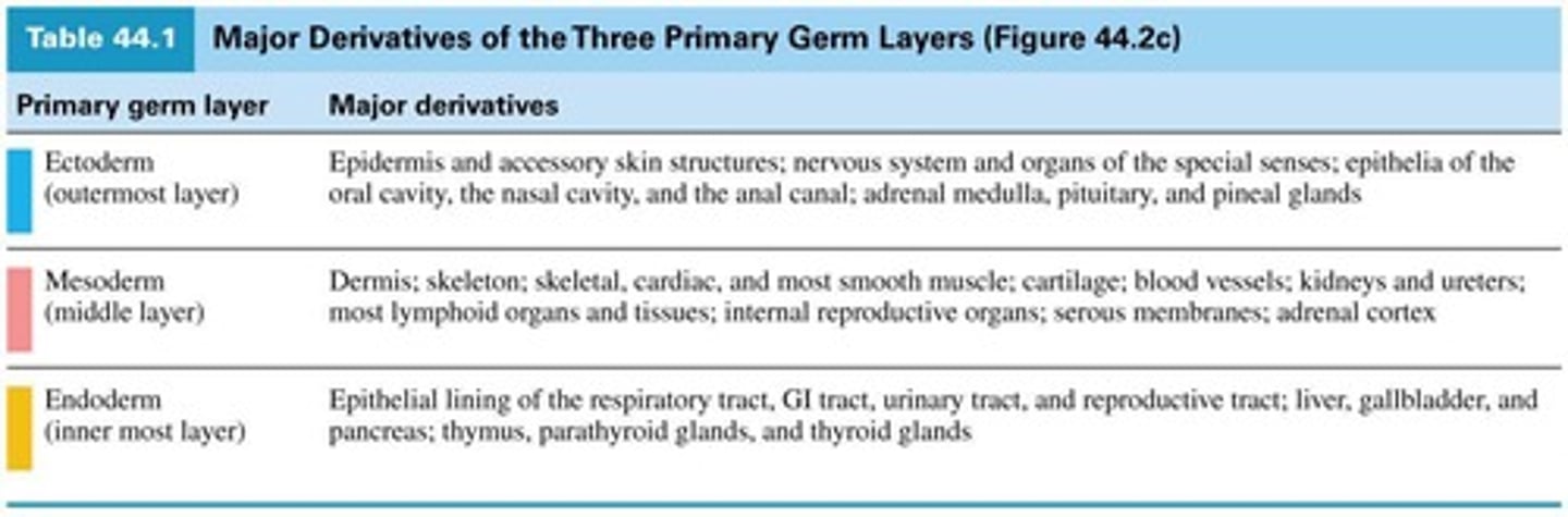 <p>developed from epiblast, has three germ layers, which are precursors to various organ systems</p>