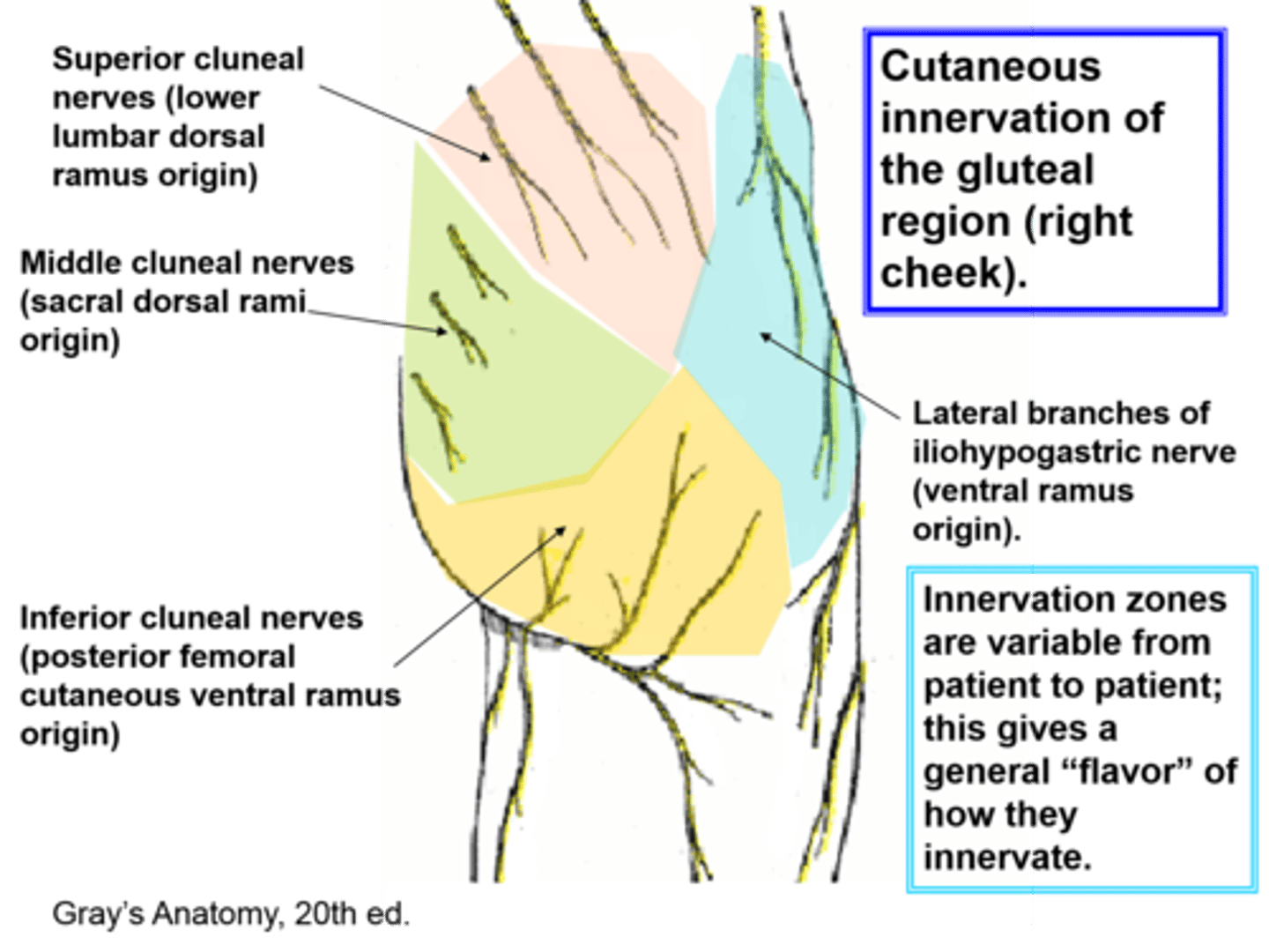<p>Superior cluneals (from dorsal rami of first 3 lumbar nerves)</p><p>Middle cluneals (dorsal rami of first 3 sacral nerves)</p><p>Inferior cluneals (posterior femoral cutaneous)</p><p>Subcostal, Iliohypogastric, and lateral femoral cutaneous may also reach this area)</p>
