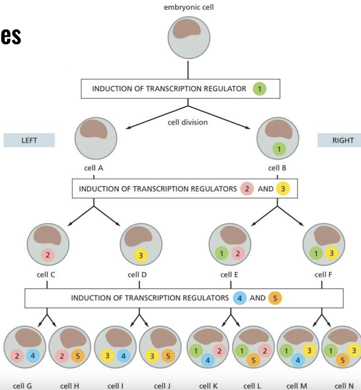 <p>Different combinations of transcription regulators convey different information to specify a genetic regulatory event</p><ul><li><p>ex) artificial introduction of the gene encoding the transcription regulator MyoD into fibroblasts cultured from skin  tissue, the fibroblasts form muscle-like cells</p></li></ul>