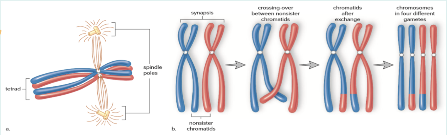 <p>Synapsis and Crossing Over</p>