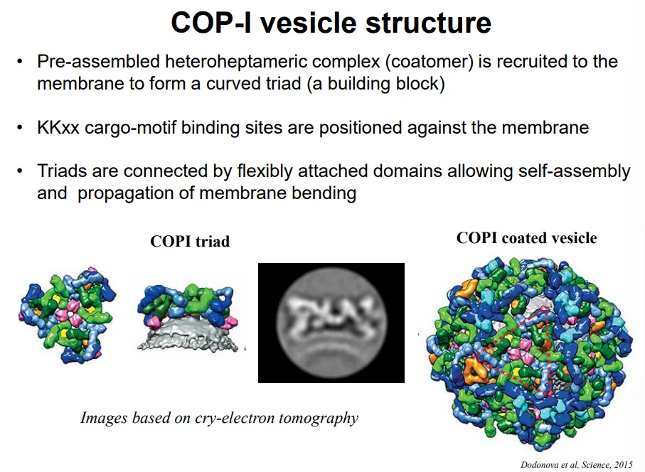 <ul><li><p>pre-assembled <strong>COP-I triads</strong> are present in the cytoplasm</p></li><li><p>these complexes have a<strong> natural curvature</strong></p></li><li><p>multiple triads assemble to cause <strong>membrane bending</strong>, with the <strong>cargo-motif binding sites</strong> positioned against the membrane for cargo selection</p></li><li><p>these are <strong>flexibly </strong>bound together so that the <strong>size </strong>of the vesicles can change</p></li></ul><p></p>