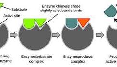 <p><span>enzyme-substrate complex</span></p>