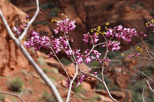 <p><strong>Cercis occidentalis (Western Redbud)</strong></p>