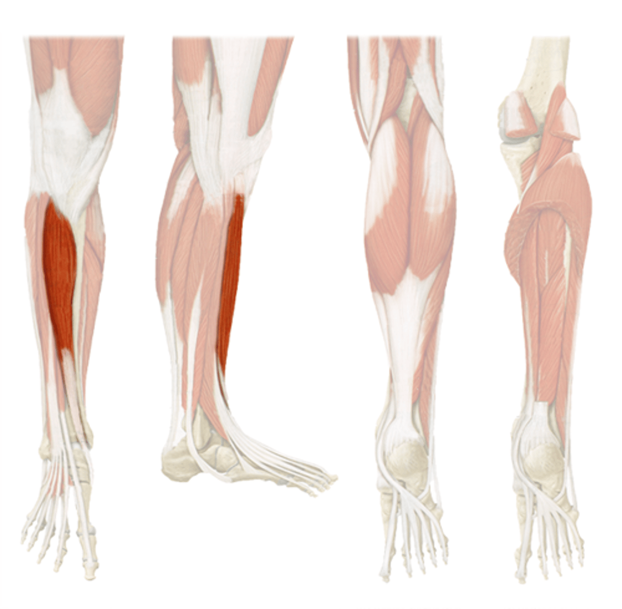 <p>Tibialis anterior</p>