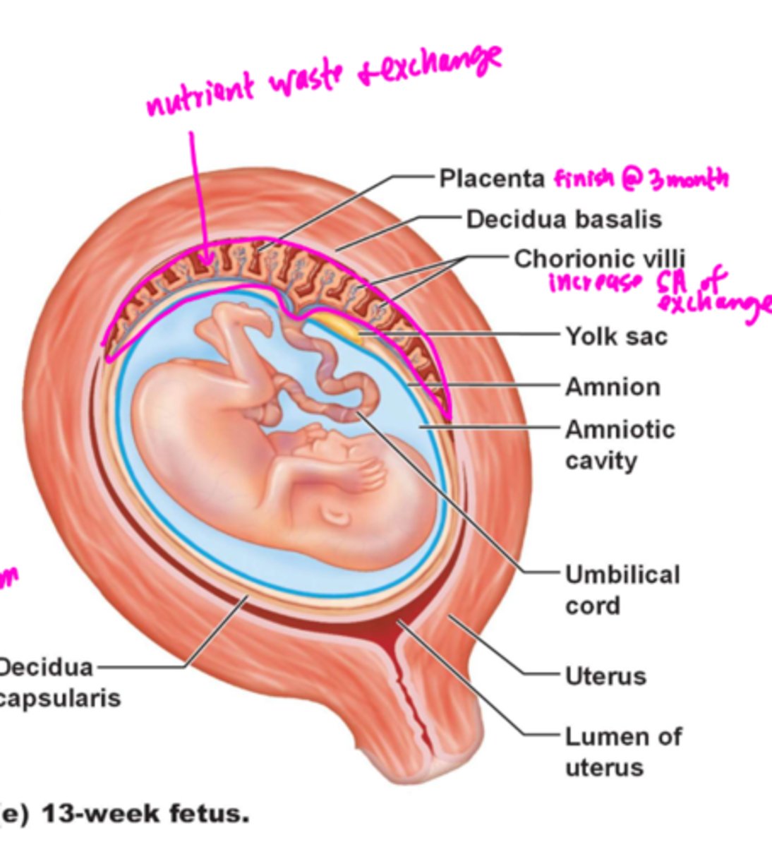 <p>Decidua basalis</p>