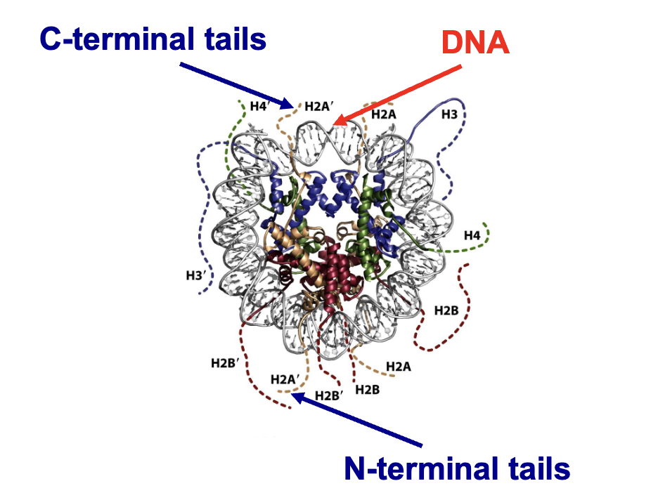 <ul><li><p>the modification of histone tails</p></li><li><p>this is a form of post translational modificaiton</p></li></ul><p></p>