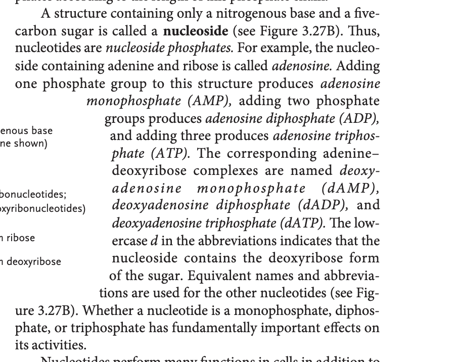 <p>contains only a nitrogenous based and sugar</p>