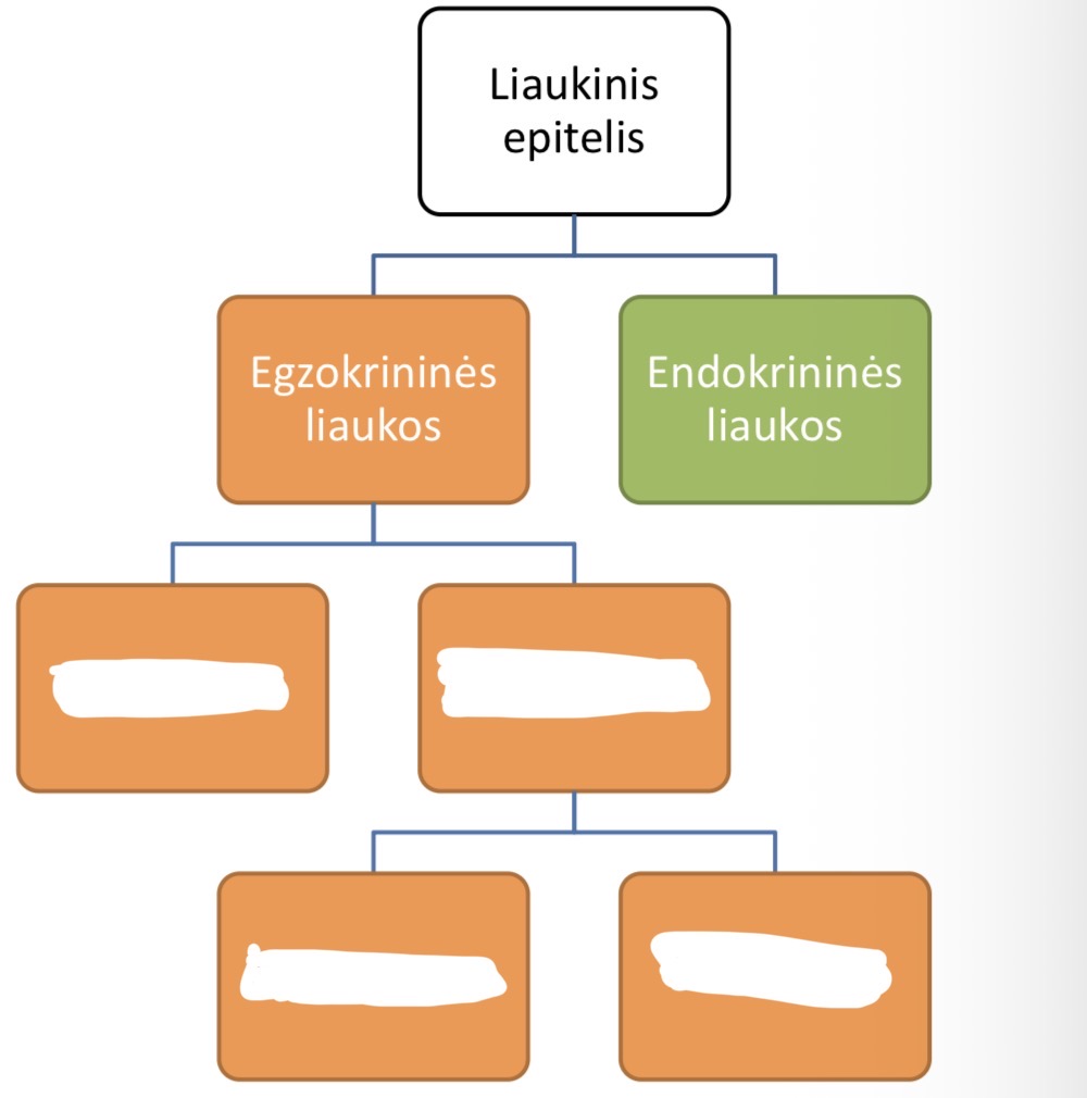 <p>Kaip klasifikuojamos egzokrinines liaukos?</p>