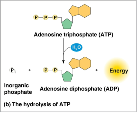 <p>Hydrolysis</p>