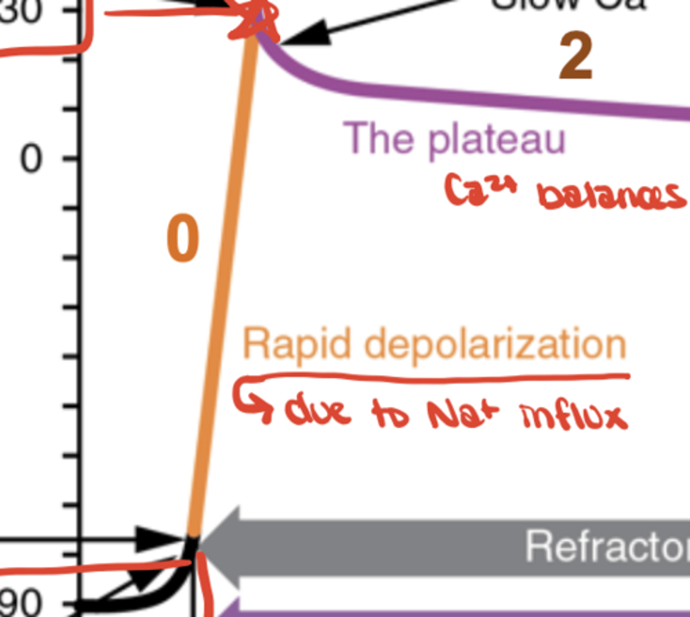 <p>Na⁺ influx (depolarization)</p>