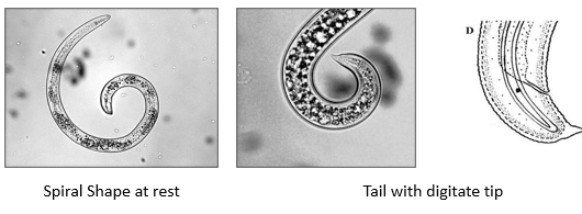 <p>Spiral nematode</p>