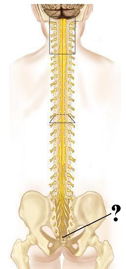 <p><span>Identify the indicated structure.</span></p>