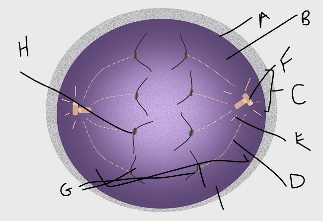 what phase of mitosis is this?
