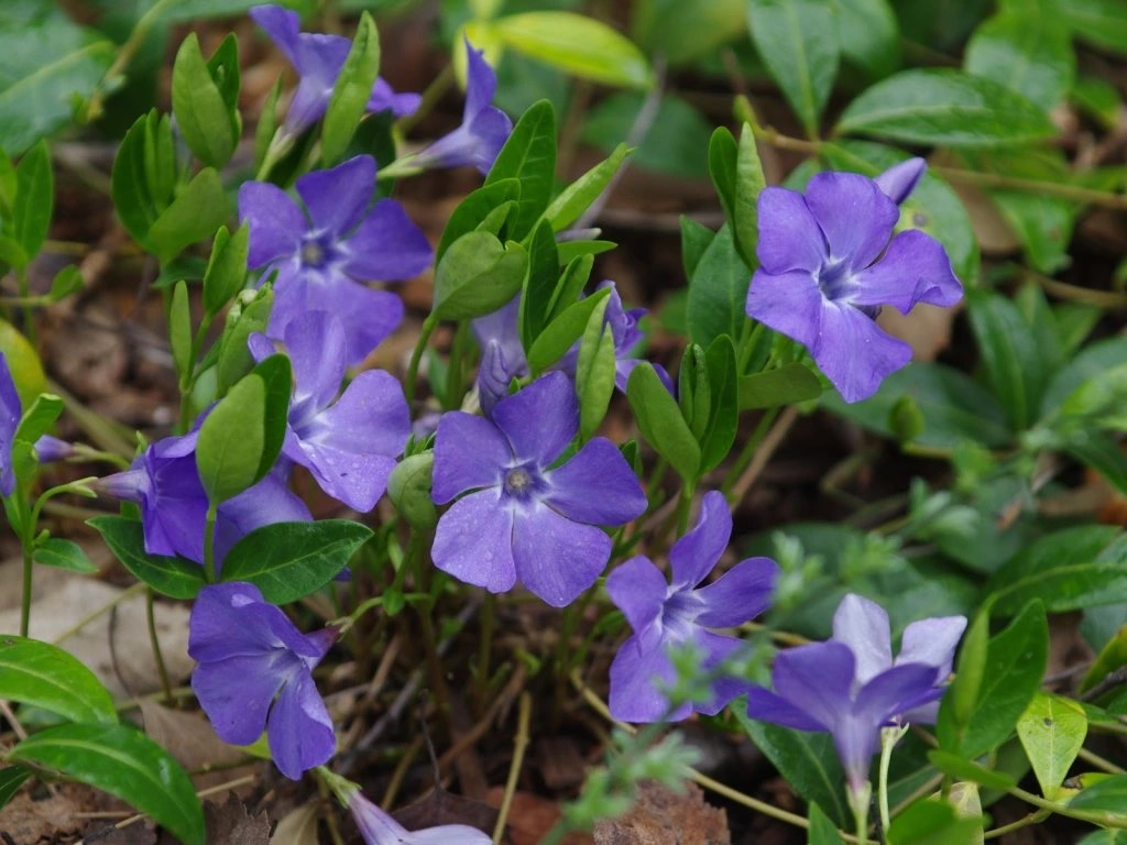 <p>Vinca minor - Apocynaceae</p>