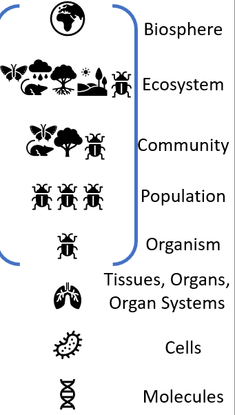 <p><span><span>Hierarchically based on complexity</span></span></p>