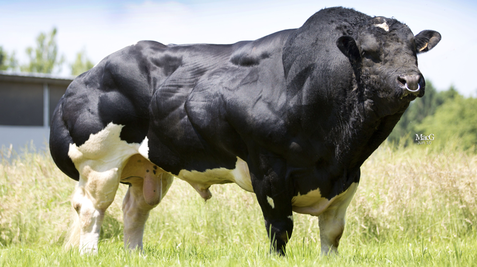 <p>What breed is this?</p>