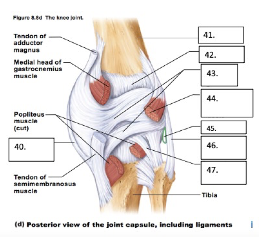 Arcuate popliteal ligament 