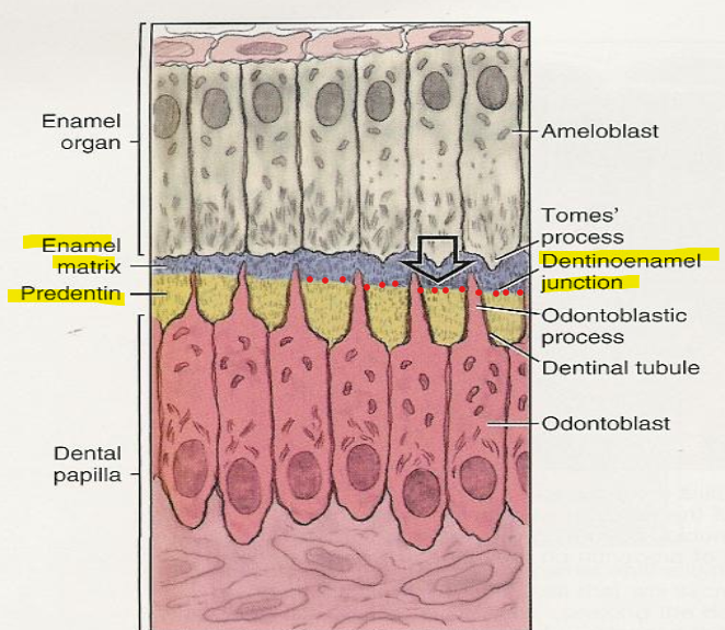 <p>F - it establishes the DEJ.&nbsp;</p>