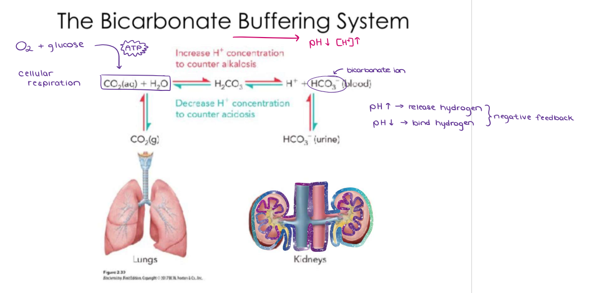 <ul><li><p>Buffers are substances that prevent large fluctuations in pH. They can release hydrogen ions when the environment is too basic, or they can act as a base by accepting hydrogen ions when it is too acidic. The carbonic acid and bicarbonate buffer helps maintain the pH in blood sugar (at 7.4). Carbonic acid can release hydrogen ions to lower pH (more acidic). Bicarbonate can bind hydrogen ions to increase pH (more basic).</p></li></ul><p></p>