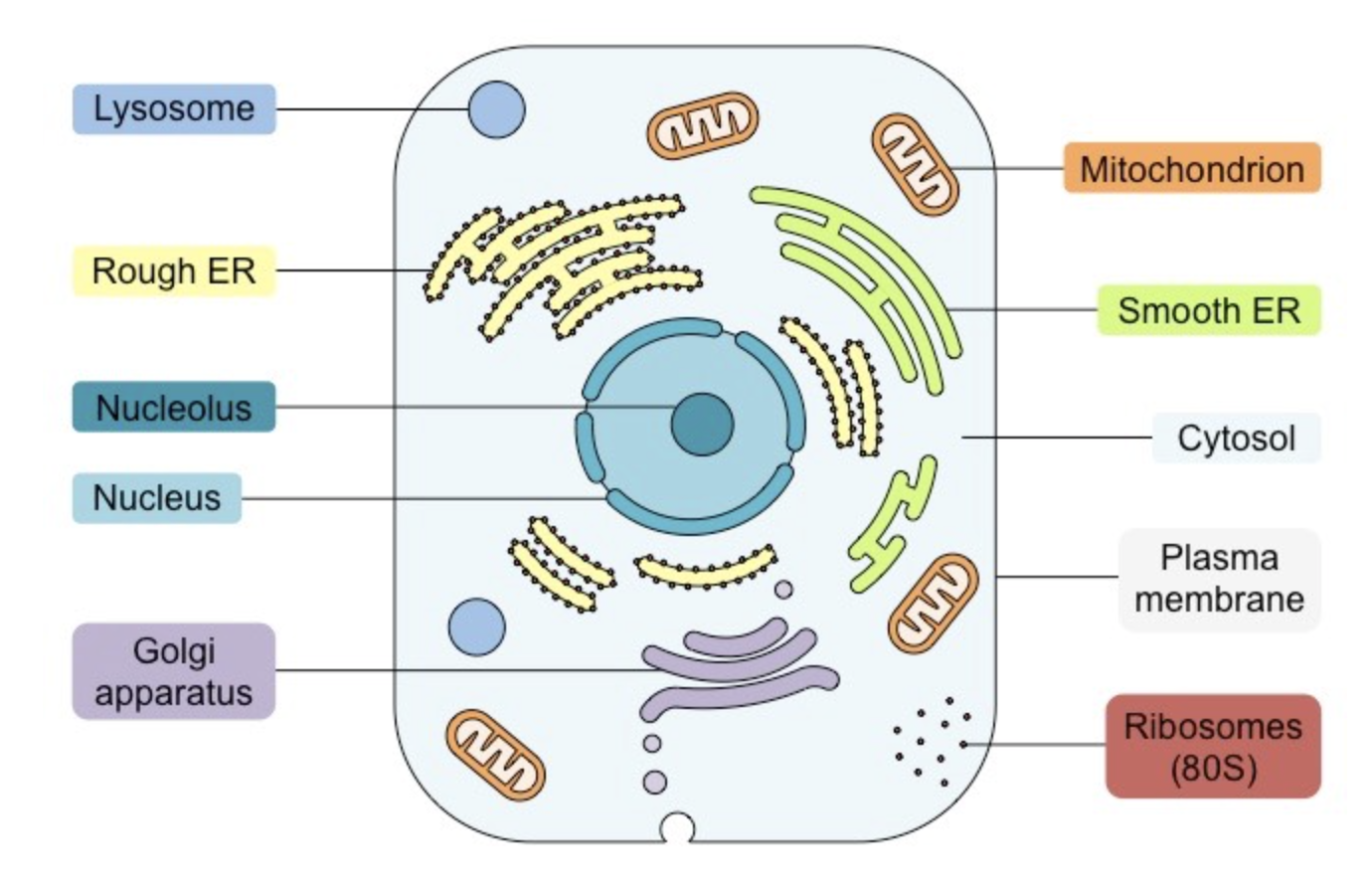 <p><strong><span>Key Features:</span></strong></p><ul><li><p><em><span>Nucleus</span></em><span> – shown as double membrane structure with pores</span></p></li><li><p><em><span>Mitochondria</span></em><span> – double membrane with inner one folded into cristae ; no larger than half the nucleus in size</span></p></li><li><p><em><span>Golgi apparatus</span></em><span> – shown as a series of enclosed sacs (cisternae) with vesicles leading to and from</span></p></li><li><p><em><span>Endoplasmic reticulum</span></em><span> – interconnected membranes shown as bare (smooth ER) and studded (rough ER)</span></p></li><li><p><em><span>Ribosomes</span></em><span> – labelled as 80S</span></p></li><li><p><em><span>Cytosol</span></em><span> – internal fluid labelled as </span><u><span>cytosol</span></u><span> (</span><em><span>‘cytoplasm'</span></em><span> is all internal contents minus the nucleus)</span></p></li></ul>