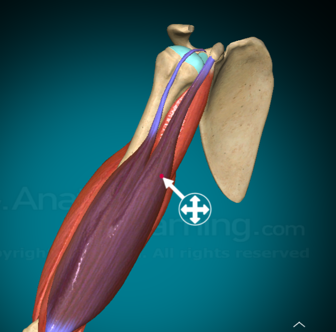 <p>What does the Bicep Brachii Short head do?</p>