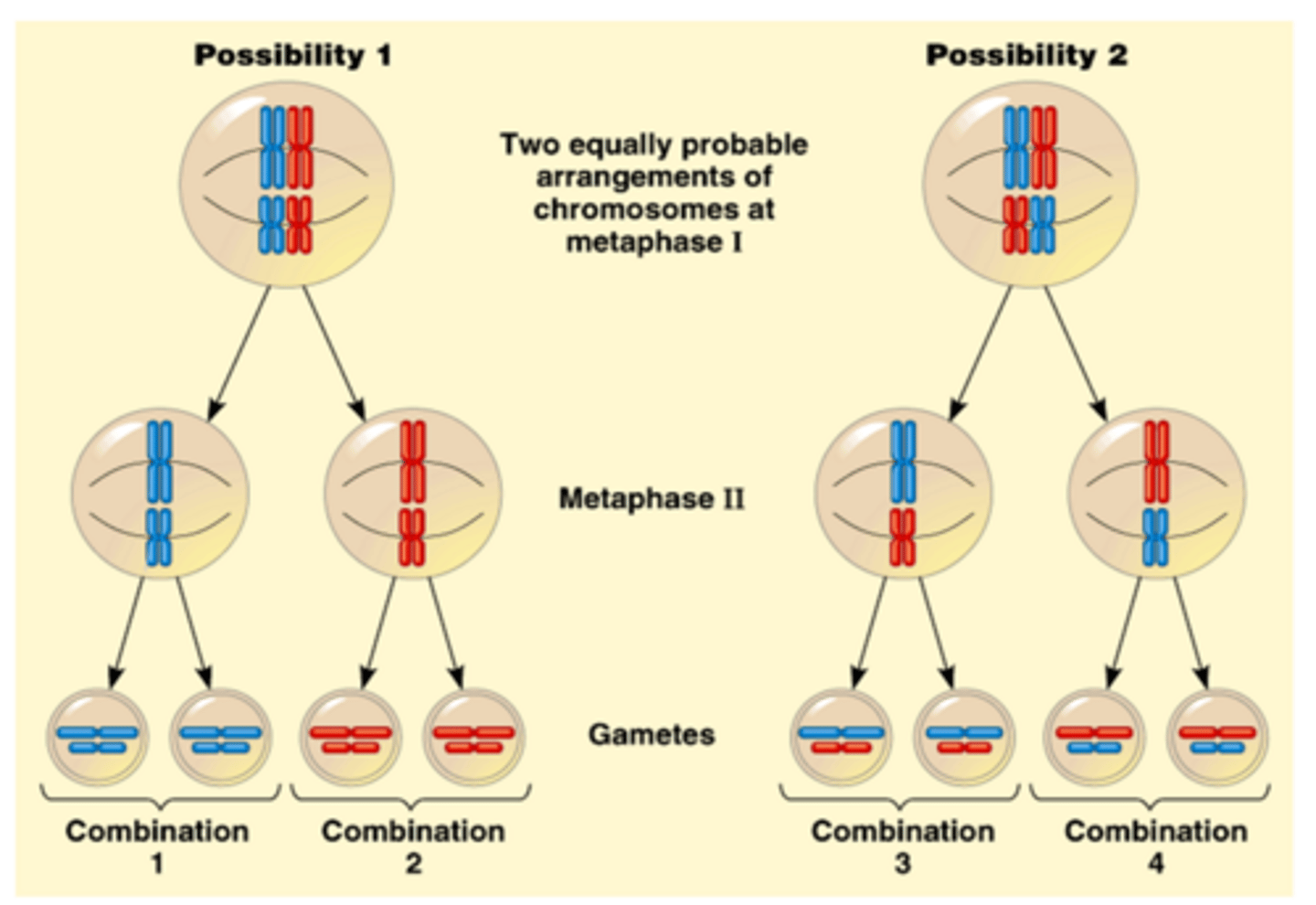 <p>The random distribution of genes on the homologous chromosomes that occurs during metaphase I of meiosis; creates genetic variation</p>