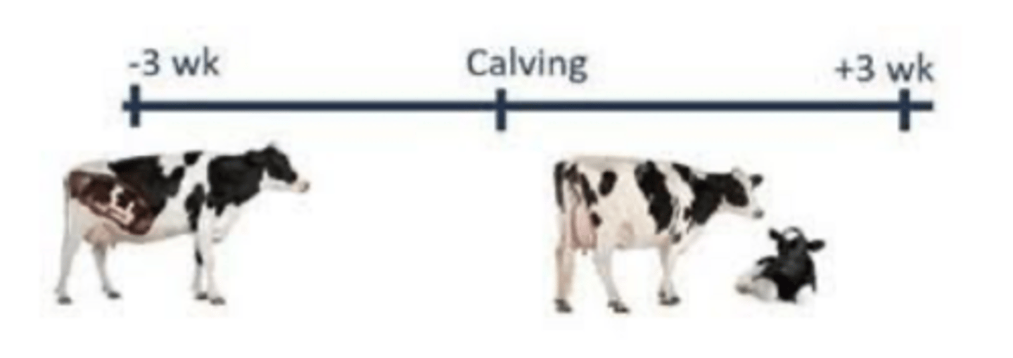 <p>what is the transition period</p>