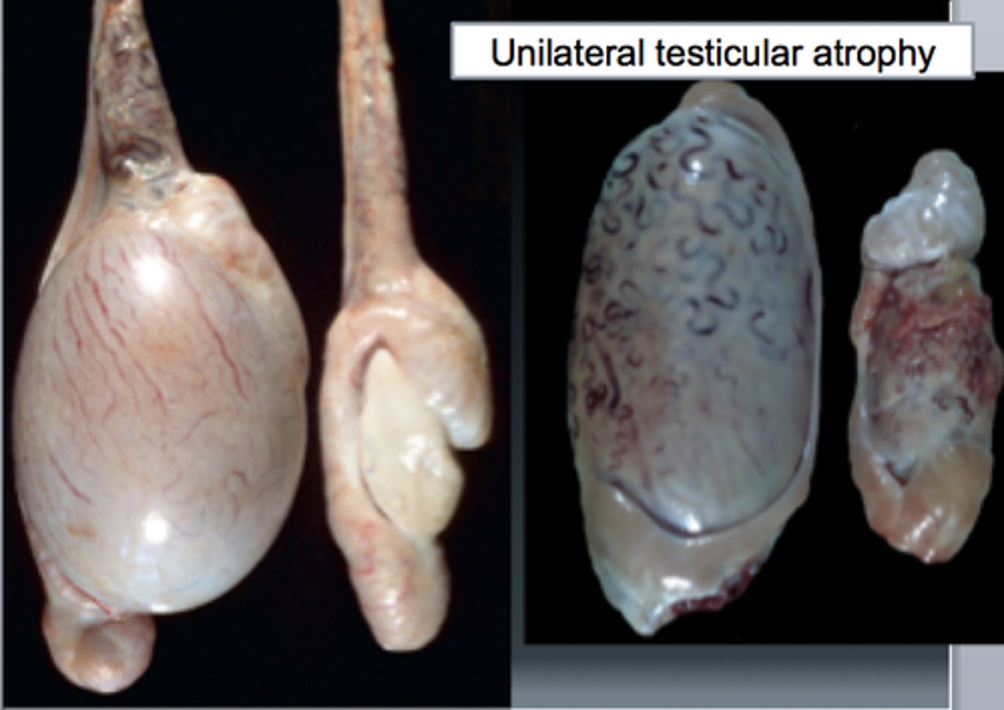 <p>After puberty</p>