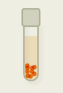 <p>dies in presence of oxygen (doesn’t use it, can’t detoxify it)</p><p>has no dependence on oxygen use in metabolism → not used</p><p>cannot effectively manage reactive oxygen species</p>