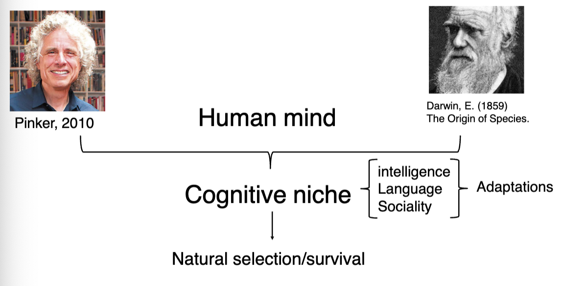 <p><span data-name="dna" data-type="emoji">🧬</span> Human Mind = Cognitive Niche </p><ul><li><p class="">The <strong>cognitive niche</strong> is a human-specific strategy for survival and adaptation.</p></li><li><p class="">It's <strong>constructed by the brain</strong> using:</p><ul><li><p class=""><span data-name="brain" data-type="emoji">🧠</span> <strong>Intelligence</strong> (understanding the world)</p></li><li><p class=""><span data-name="speaking_head" data-type="emoji">🗣</span> <strong>Language</strong> (communicating knowledge)</p></li><li><p class=""><span data-name="handshake" data-type="emoji">🤝</span> <strong>Sociality</strong> (collaboration and cooperation)</p></li></ul></li></ul><p> </p><p> These are <strong>adaptations</strong>: </p><ul><li><p class="">Evolved through <strong>natural selection</strong></p></li><li><p class="">Gave humans a <strong>flexible, knowledge-based survival strategy</strong></p></li><li><p class="">Contrast with animals relying on physical traits (claws, speed)</p></li></ul><p> </p><p> <span data-name="pushpin" data-type="emoji">📌</span> Summary </p><figure data-type="blockquoteFigure"><div><blockquote><p class="">The <strong>human mind</strong> itself is an adaptation shaped by and shaping the <strong>cognitive niche</strong>.</p></blockquote><figcaption></figcaption></div></figure><p></p>